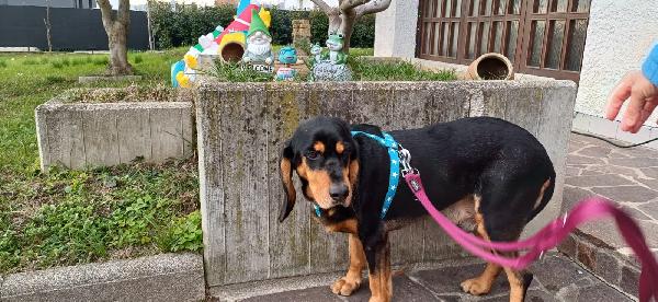 GHOST SEGUGIO DA PET THERAPY Foto 3